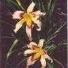 Thumbnail #3 of Hemerocallis  by Wandasflowers