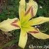 Thumbnail #4 of Hemerocallis  by Melissa_Ohio