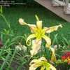 Thumbnail #5 of Hemerocallis  by goldilocks0613