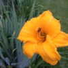 Thumbnail #2 of Hemerocallis  by iowhen