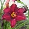 Thumbnail #3 of Hemerocallis  by Cheryl_IL