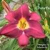 Thumbnail #1 of Hemerocallis  by yogaman