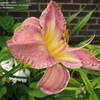 Thumbnail #4 of Hemerocallis  by turektaylor