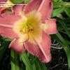 Thumbnail #5 of Hemerocallis  by nobadrocks