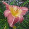 Thumbnail #2 of Hemerocallis  by DaylilySLP