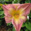 Thumbnail #3 of Hemerocallis  by turektaylor