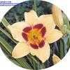 Thumbnail #1 of Hemerocallis  by Kelli