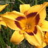 Thumbnail #5 of Hemerocallis  by DaylilySLP