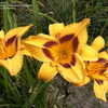 Thumbnail #4 of Hemerocallis  by DaylilySLP