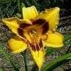 Thumbnail #2 of Hemerocallis  by carolann