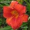 Thumbnail #1 of Hemerocallis  by carolann