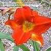 Thumbnail #4 of Hemerocallis  by cbrandenburg