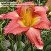 Thumbnail #1 of Hemerocallis  by daredevil