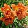 Thumbnail #2 of Hemerocallis  by carolann