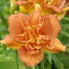 Thumbnail #3 of Hemerocallis  by Badseed