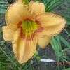 Thumbnail #1 of Hemerocallis  by carolann