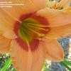 Thumbnail #4 of Hemerocallis  by alicewho