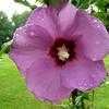 Thumbnail #1 of Hibiscus syriacus by tcfromky