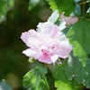 Thumbnail #3 of Hibiscus syriacus by JSS