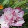 Thumbnail #4 of Hibiscus syriacus by alhanks
