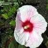 Thumbnail #4 of Hibiscus moscheutos by spaniel