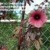 Thumbnail #3 of Hibiscus acetosella by TheWildchild