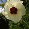 Thumbnail #4 of Hibiscus trionum by henkmaters2