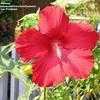 Thumbnail #5 of Hibiscus moscheutos by Badseed