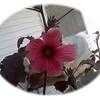 Thumbnail #1 of Hibiscus acetosella by Binoma