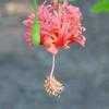 Thumbnail #3 of Hibiscus schizopetalus by Floridian