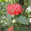 Thumbnail #4 of Hibiscus schizopetalus by philomel