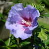 Thumbnail #5 of Hibiscus syriacus by Nepe