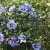 Thumbnail #2 of Hibiscus syriacus by DaylilySLP