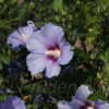 Thumbnail #3 of Hibiscus syriacus by DaylilySLP