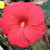 Thumbnail #1 of Hibiscus  by hart