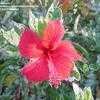 Thumbnail #1 of Hibiscus rosa-sinensis by aking1a