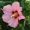 Thumbnail #1 of Hibiscus syriacus by RichSwanner