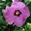 Thumbnail #3 of Hibiscus syriacus by jperilloux