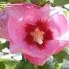 Thumbnail #2 of Hibiscus syriacus by langbr