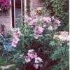 Thumbnail #1 of Hibiscus syriacus by jperilloux