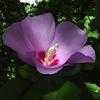 Thumbnail #5 of Hibiscus syriacus by htop