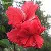 Thumbnail #5 of Hibiscus rosa-sinensis by trois