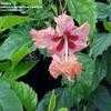 Thumbnail #1 of Hibiscus rosa-sinensis by aking1a