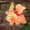 Thumbnail #3 of Hibiscus rosa-sinensis by gumlla
