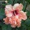 Thumbnail #4 of Hibiscus rosa-sinensis by trois