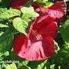 Thumbnail #4 of Hibiscus moscheutos by trifunov
