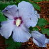 Thumbnail #2 of Hibiscus syriacus by Bluebisc