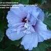 Thumbnail #3 of Hibiscus syriacus by kimskreations