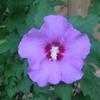 Thumbnail #5 of Hibiscus syriacus by Petua