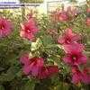 Thumbnail #2 of Hibiscus moscheutos by IlonaGordon